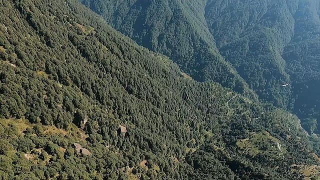 Himalayan Griffon - ML644075800