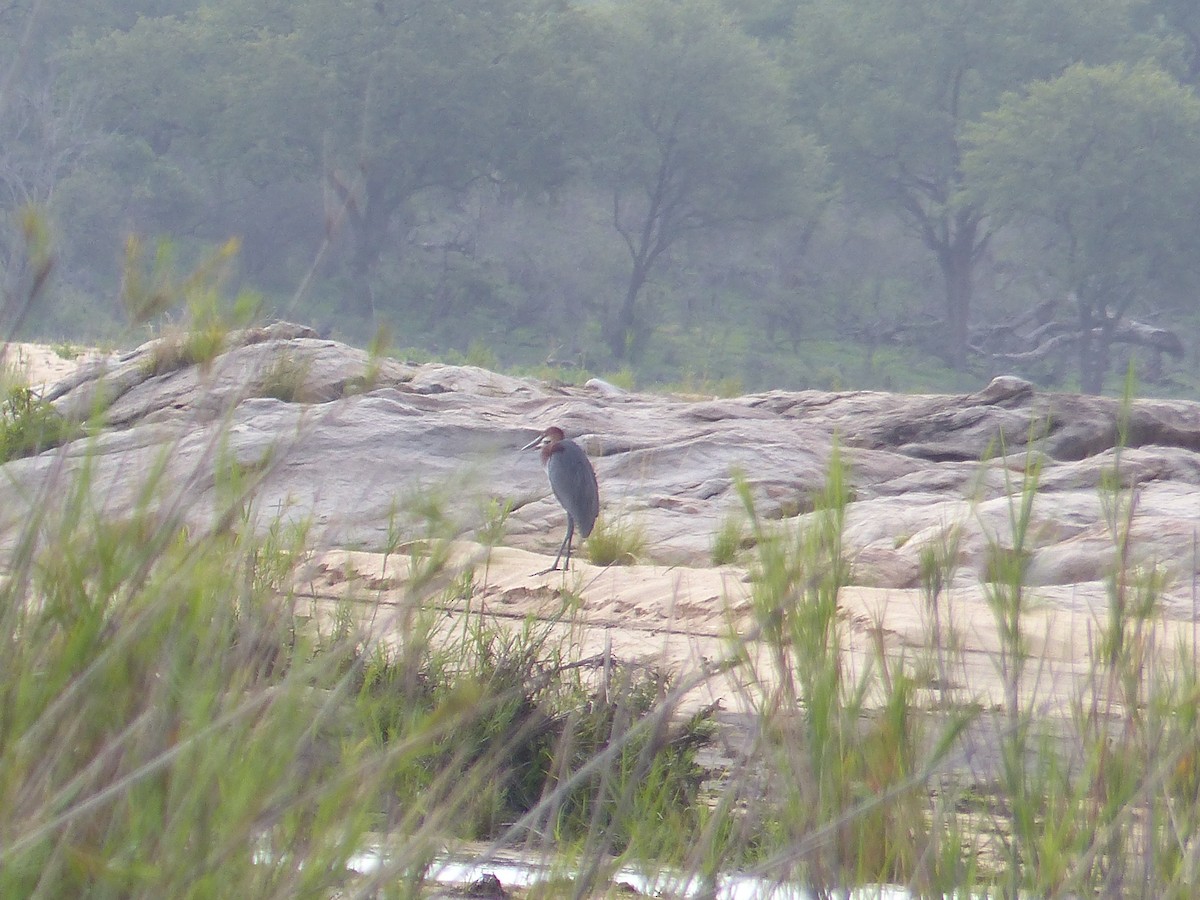 Goliath Heron - ML644075801