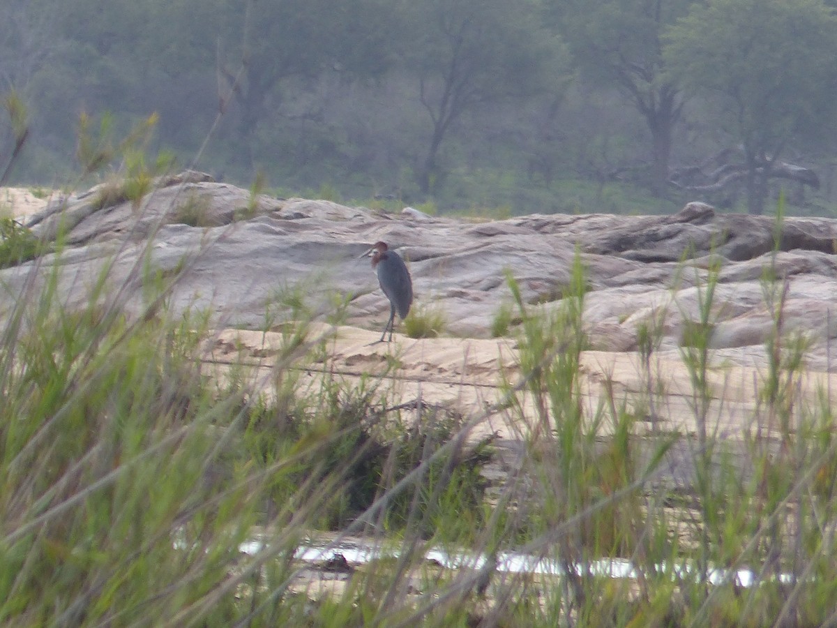 Goliath Heron - ML644075802