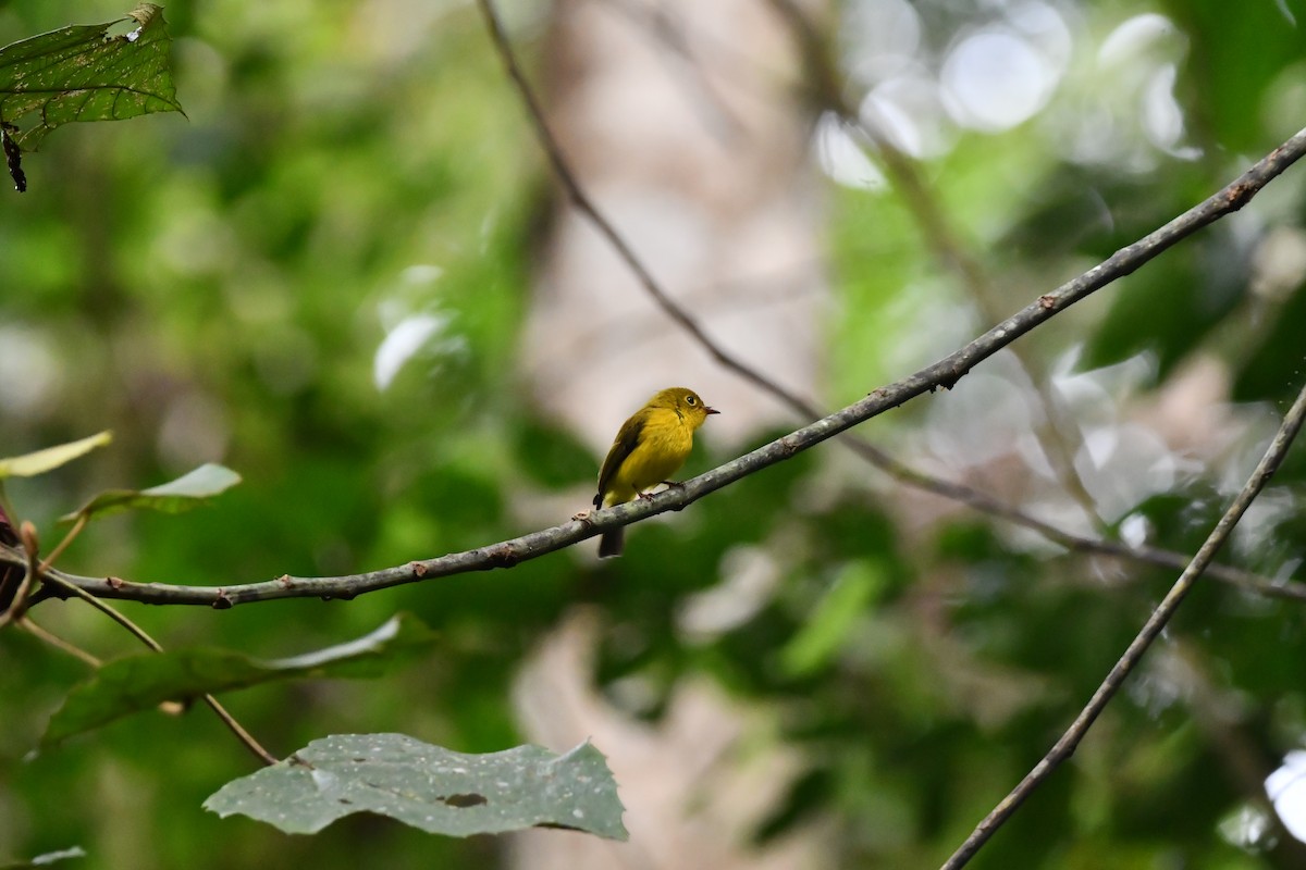 Citrine Canary-Flycatcher - ML644075804