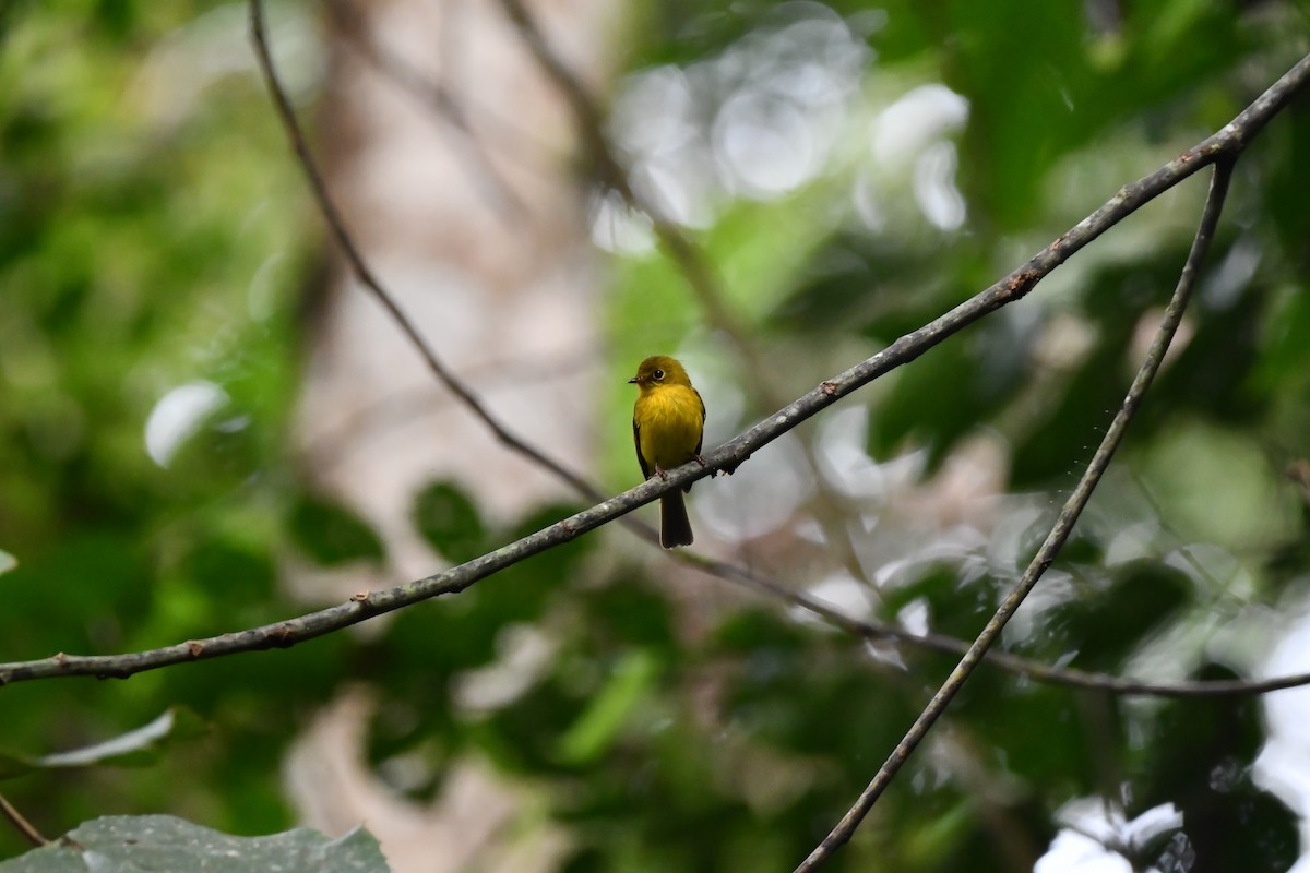Citrine Canary-Flycatcher - ML644075808