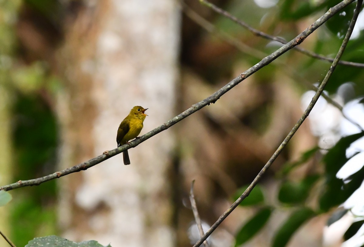 Citrine Canary-Flycatcher - ML644075816