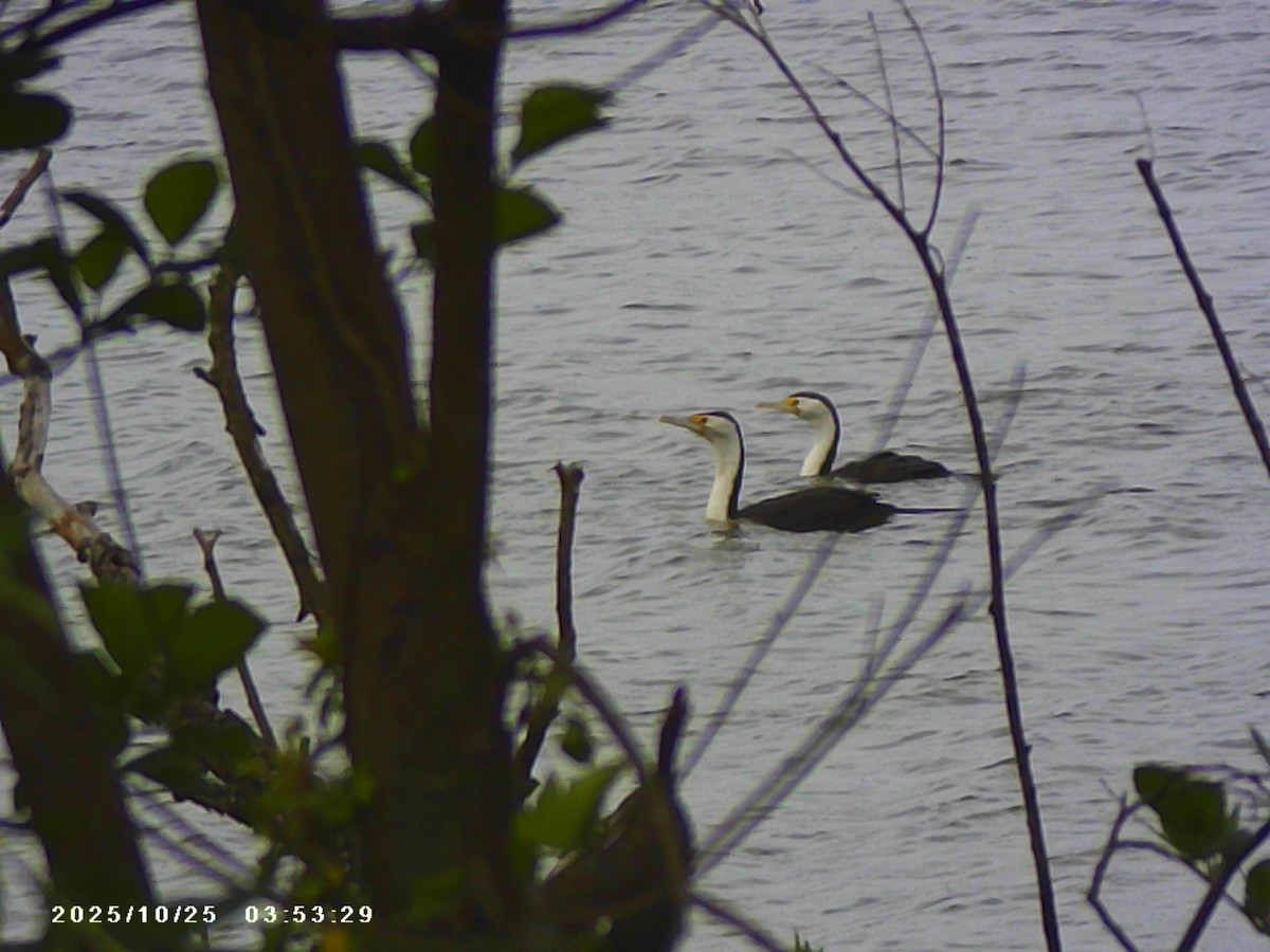 Pied Cormorant - ML644075821