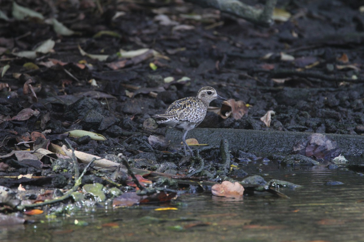 Pacific Golden-Plover - ML644075826