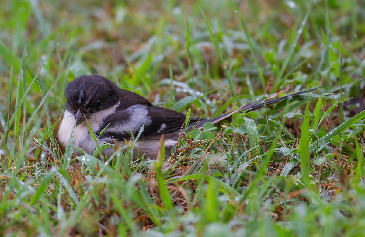 Northern Fiscal - ML644075827