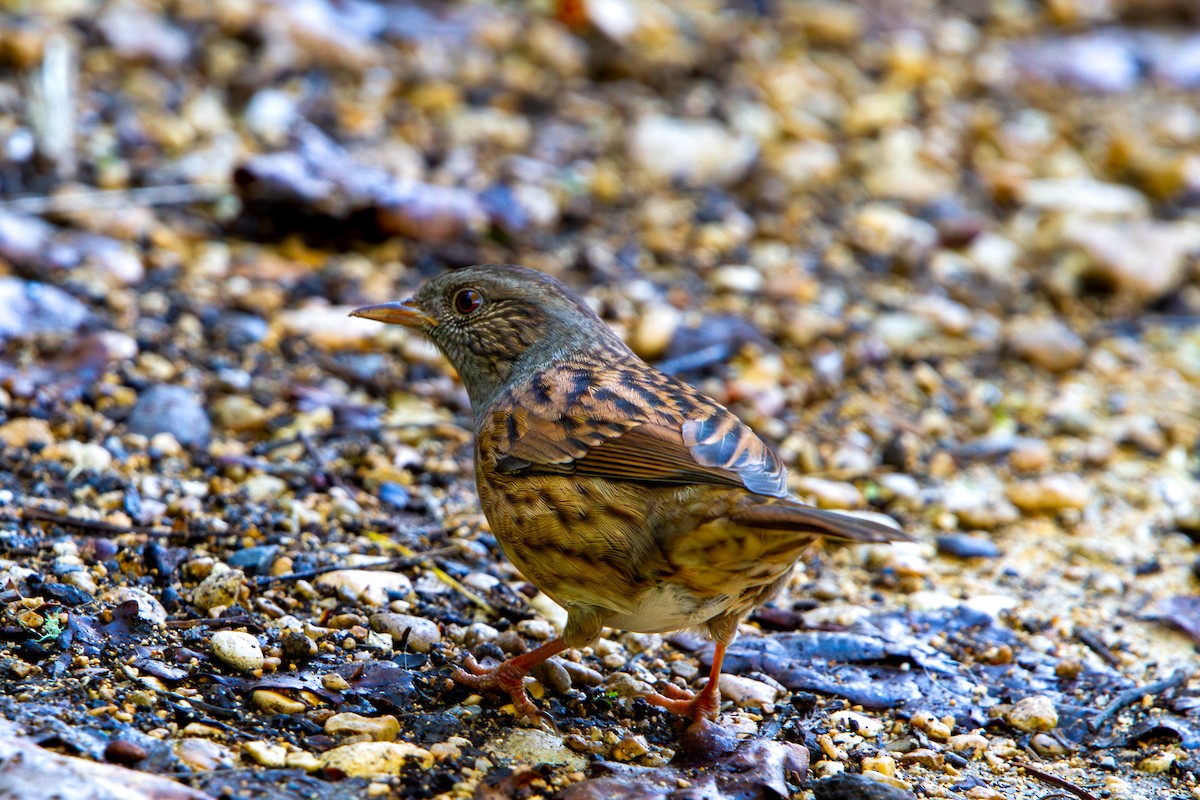 Dunnock - ML644075829