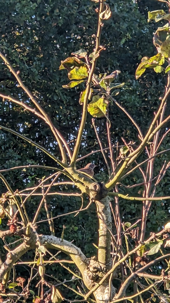 Dunnock - ML644075835