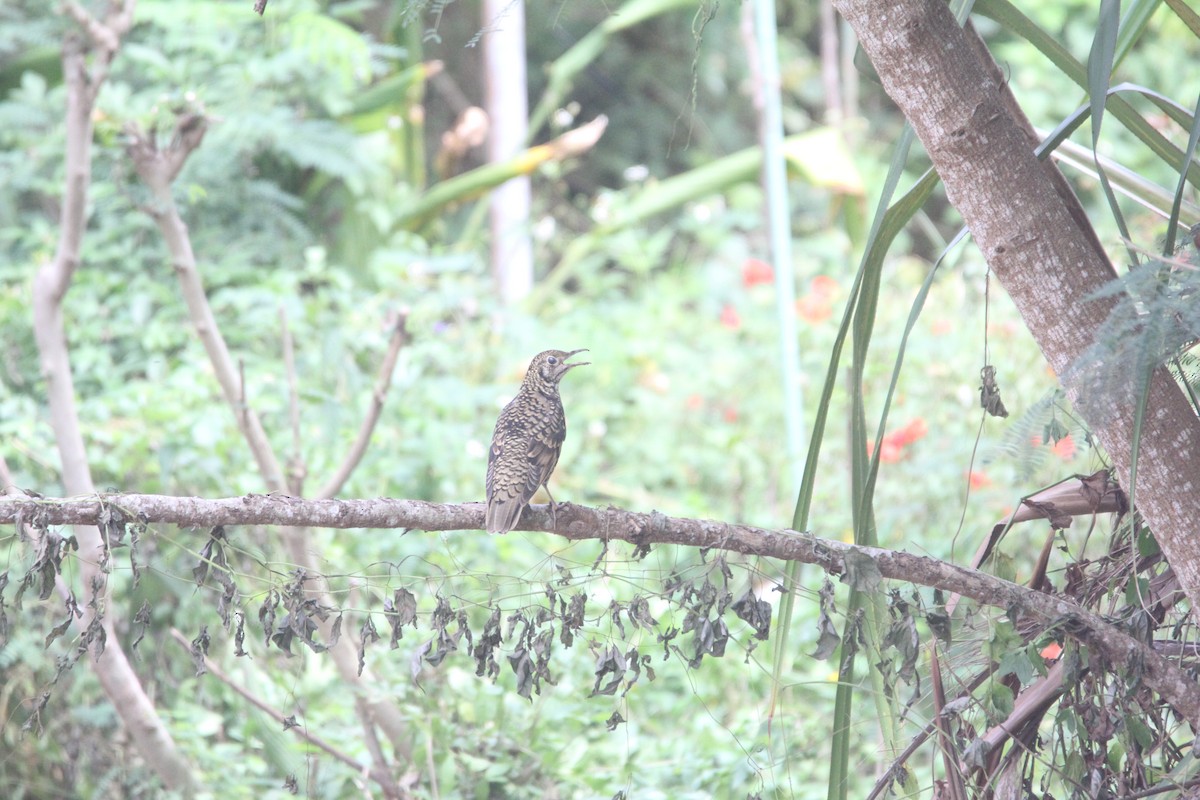 White's Thrush - ML644075836