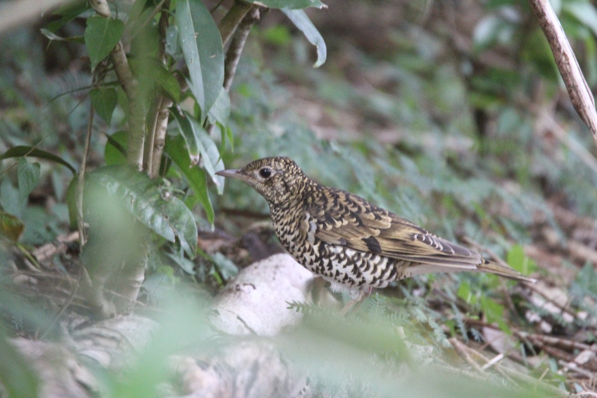 White's Thrush - ML644075837