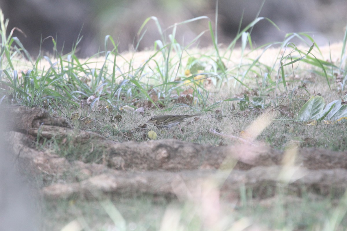 Olive-backed Pipit - ML644075842