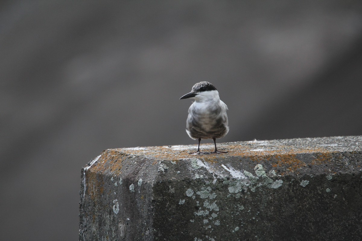 Whiskered Tern - ML644075846