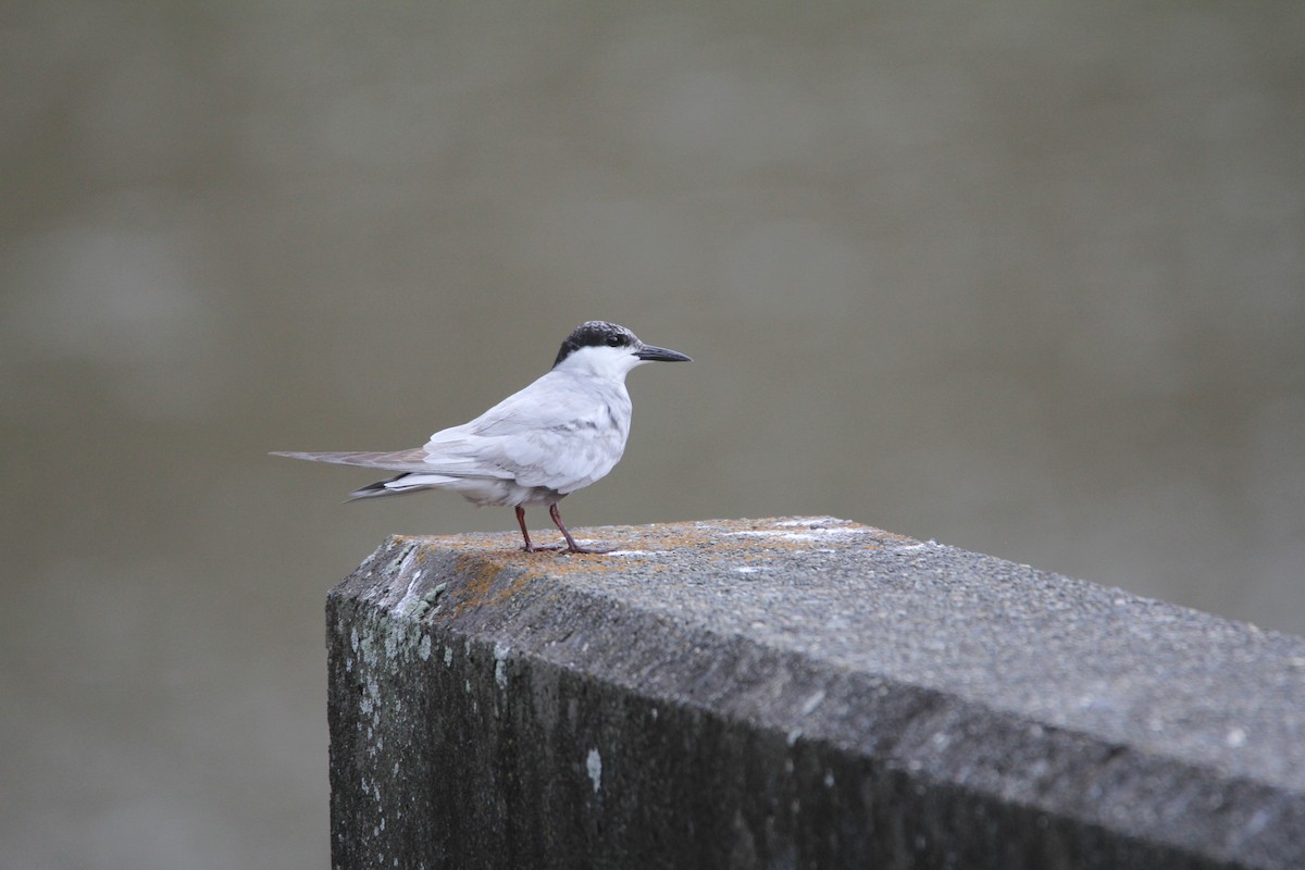 Whiskered Tern - ML644075847