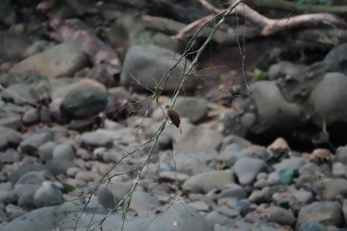 Tropical Royal Flycatcher - ML644075848
