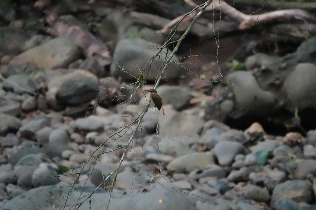 Tropical Royal Flycatcher - ML644075849
