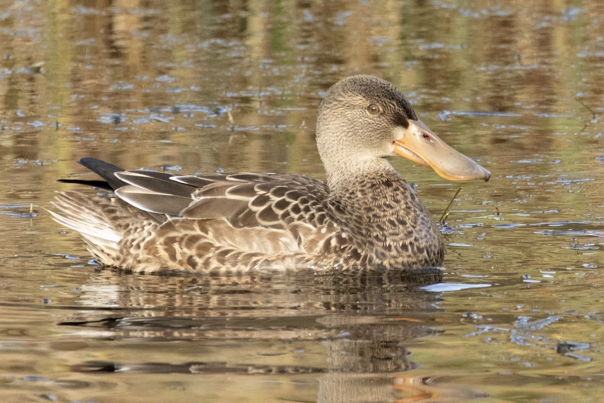 Northern Shoveler - ML644075854