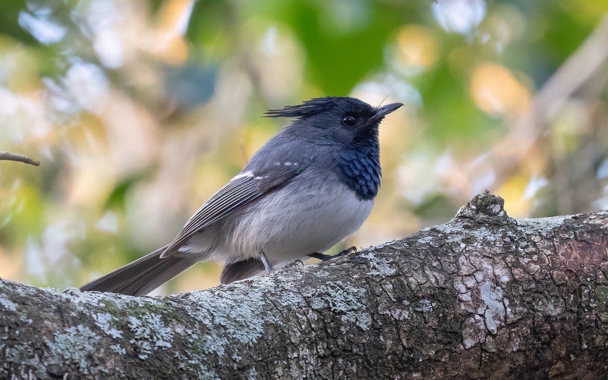 African Crested Flycatcher - ML644075865