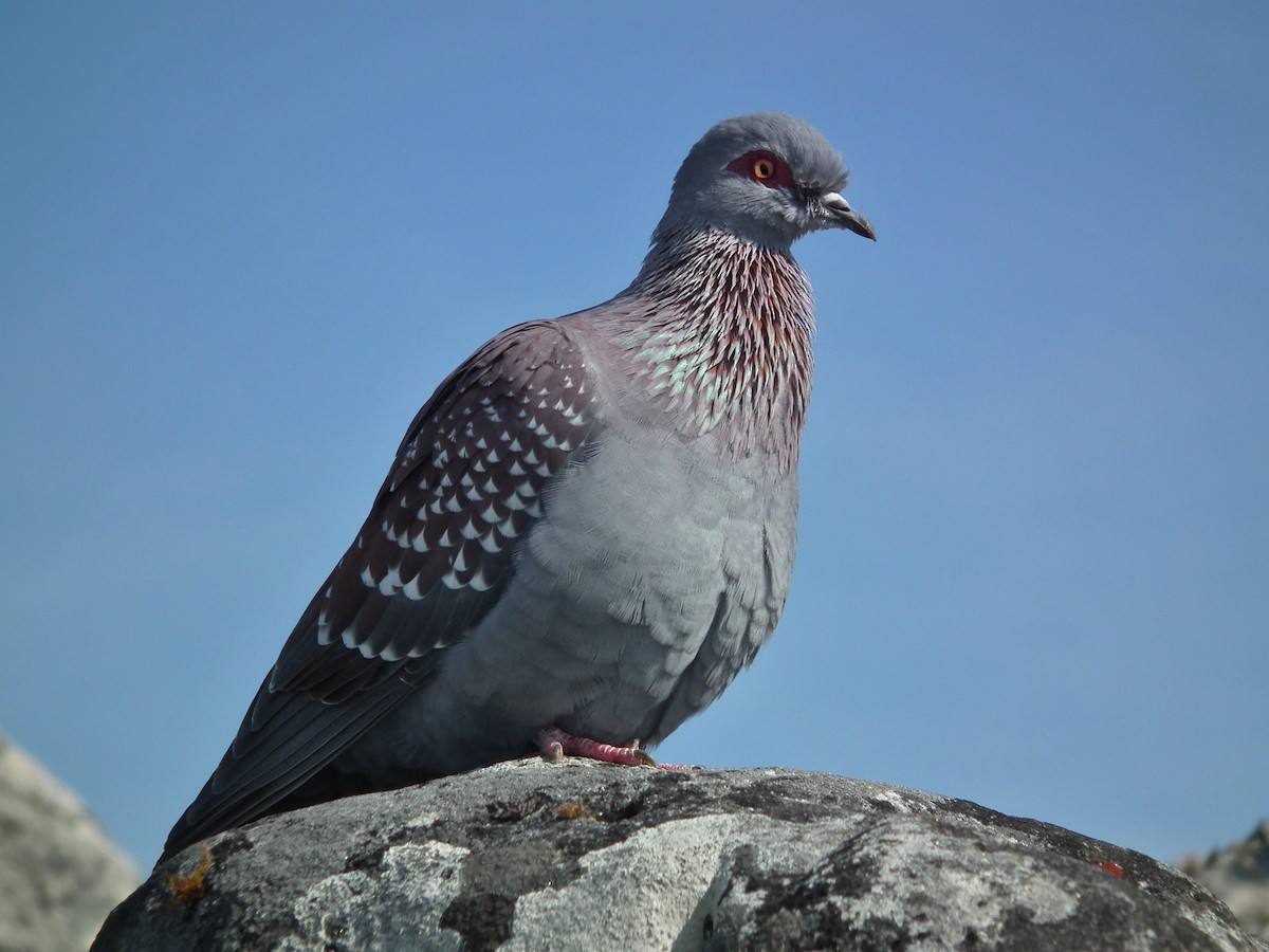 Speckled Pigeon - ML644075881