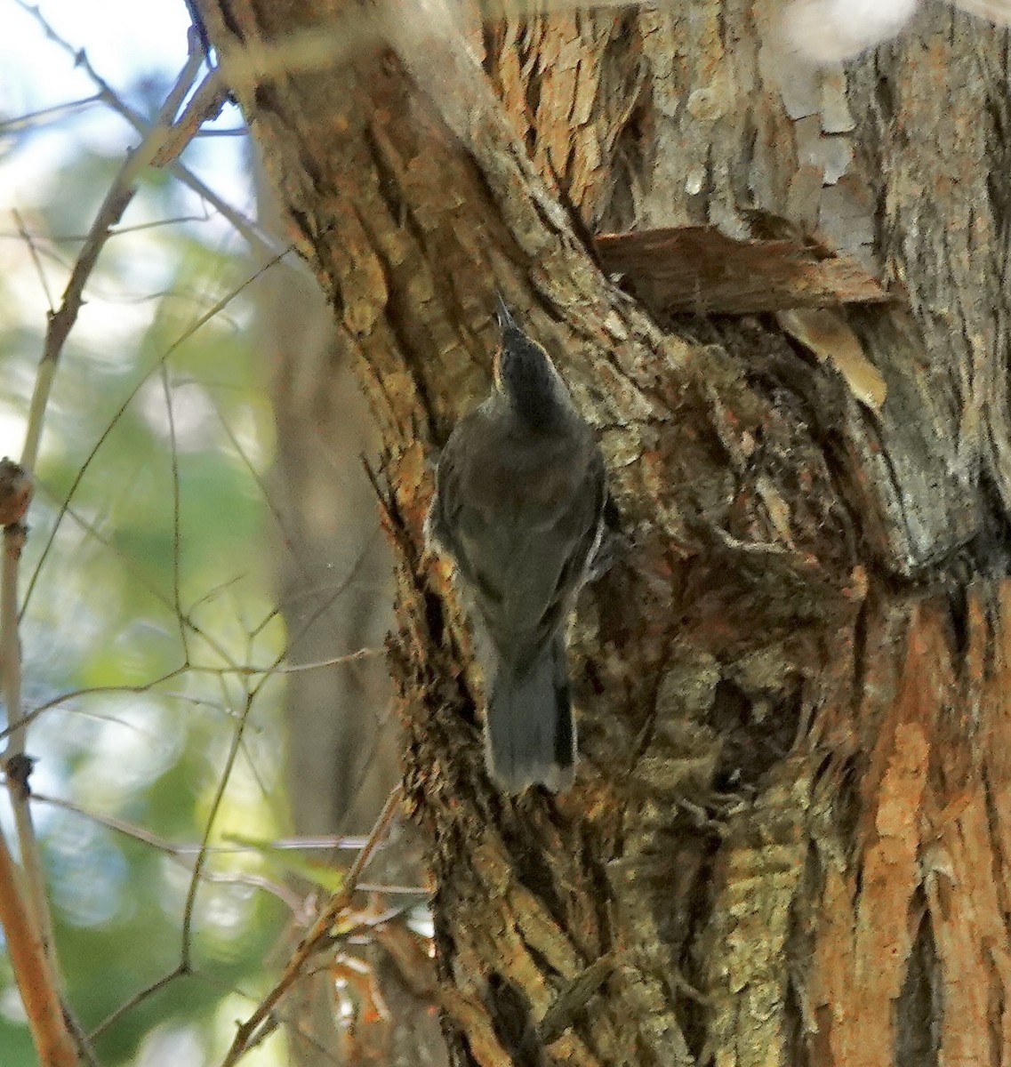 Red-browed Treecreeper - ML644075886