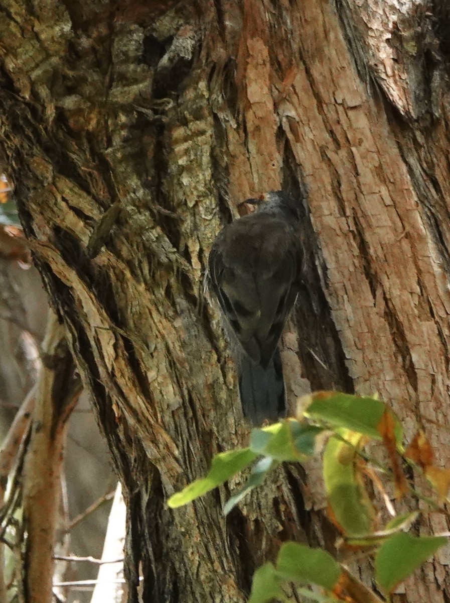 Red-browed Treecreeper - ML644075887