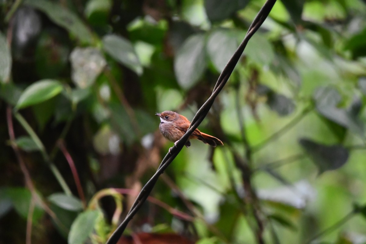 Sulawesi Fantail - ML644075889
