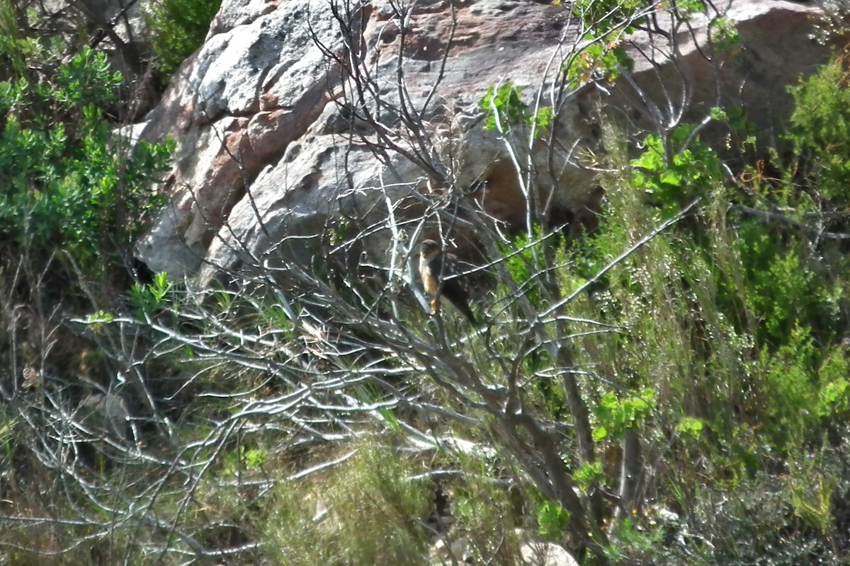 Rufous-breasted Sparrowhawk - ML644075892