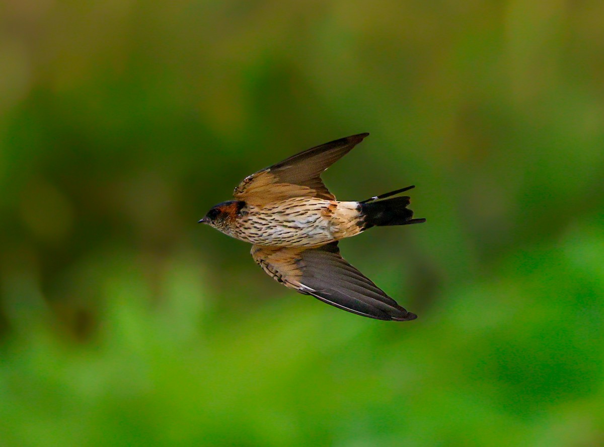 Eastern Red-rumped Swallow - ML644075893