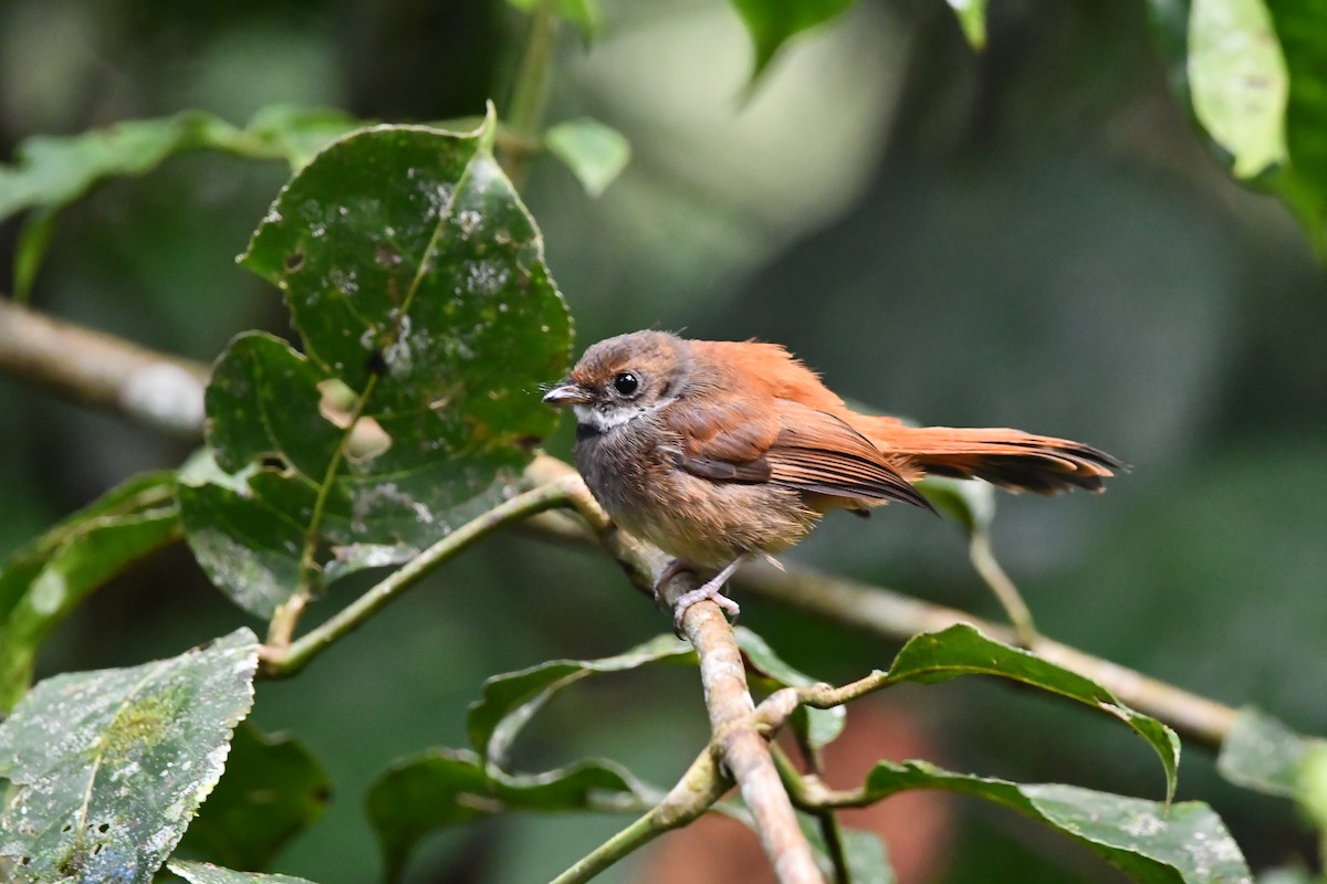 Sulawesi Fantail - ML644075894