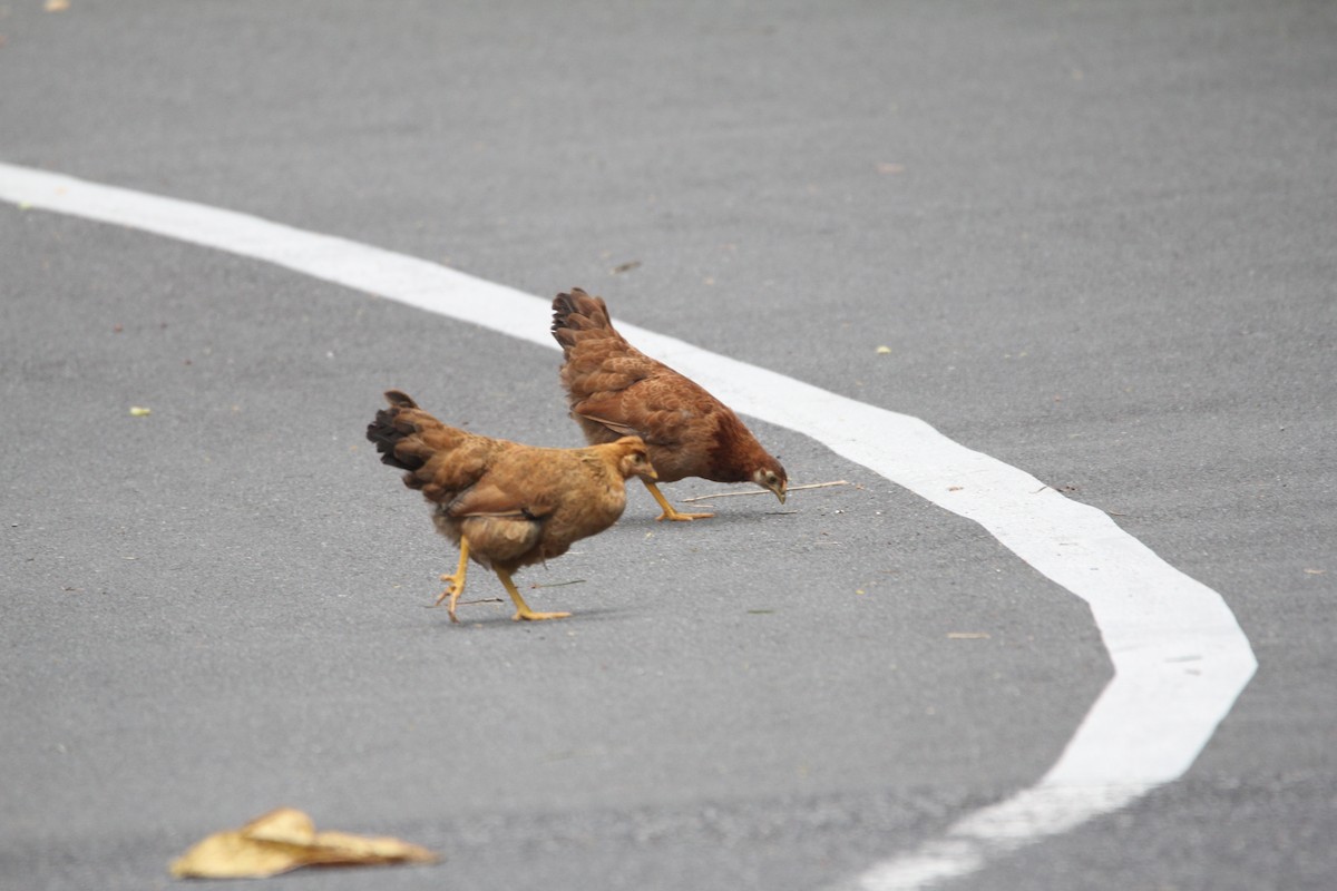 Red Junglefowl (Domestic type) - ML644075895