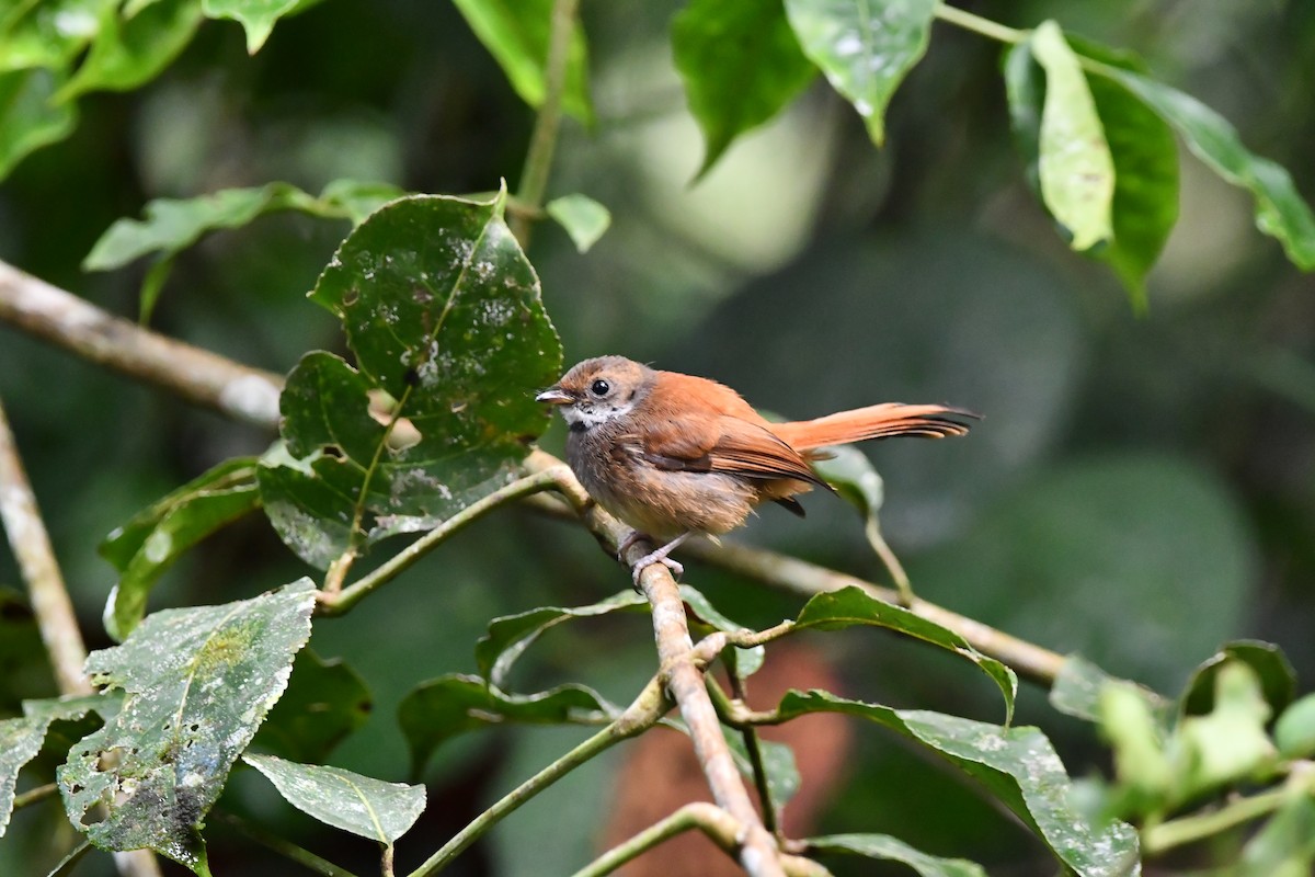 Sulawesi Fantail - ML644075898