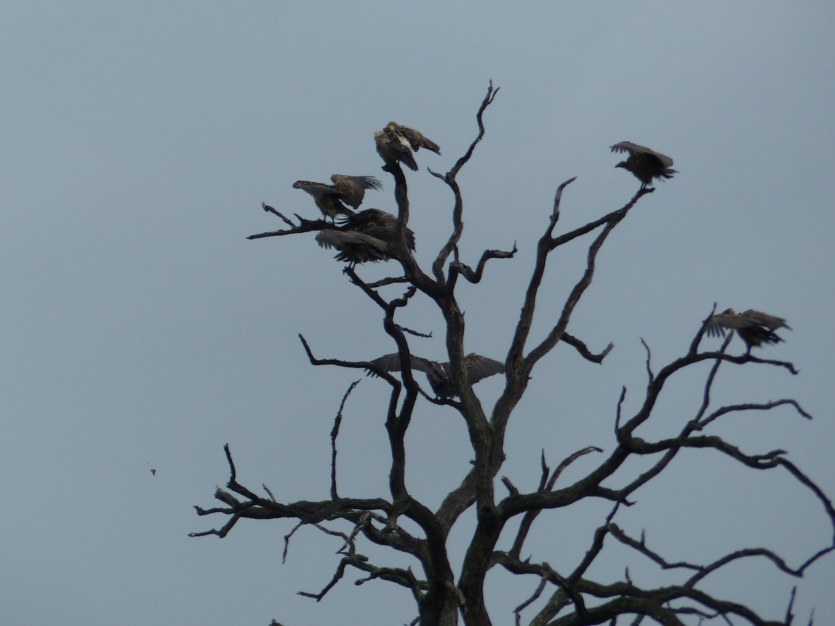 White-backed Vulture - ML644075928