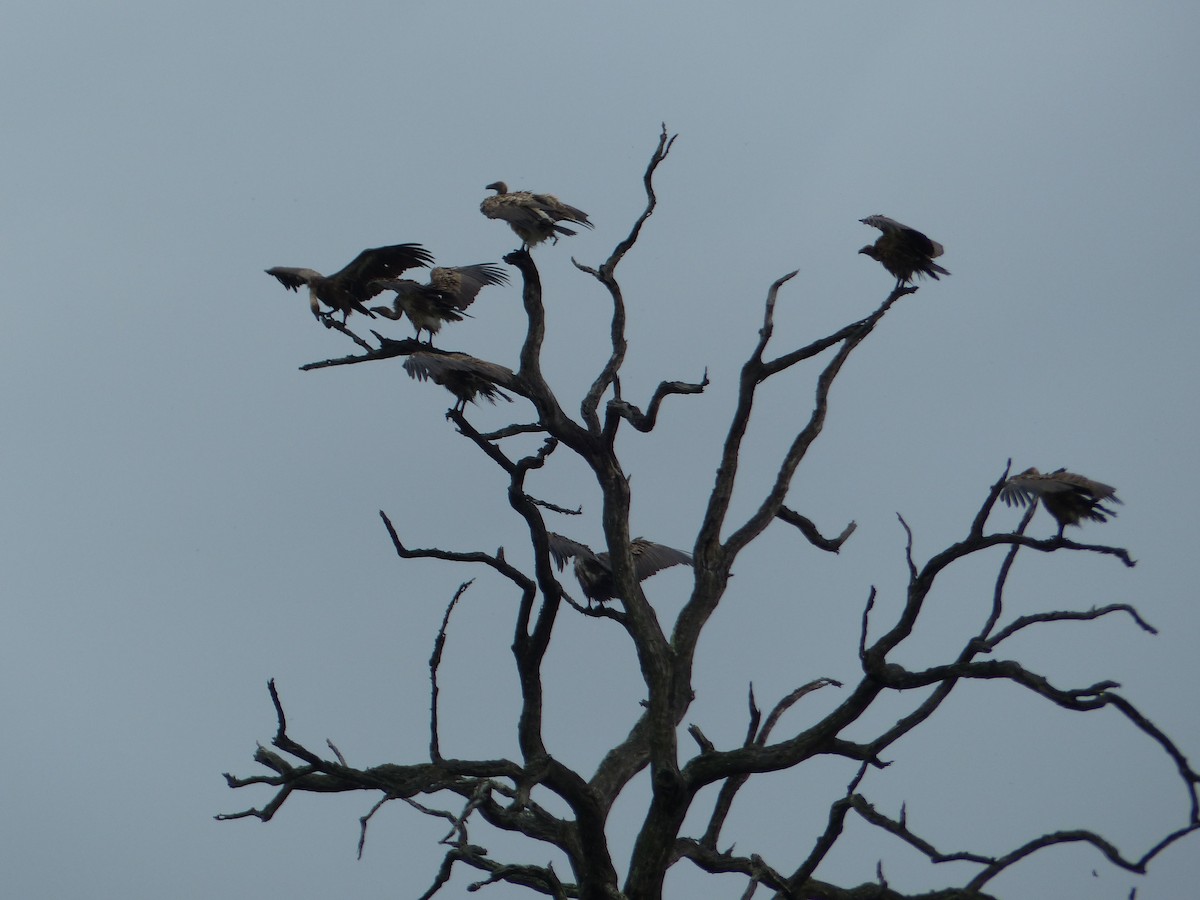 White-backed Vulture - ML644075929