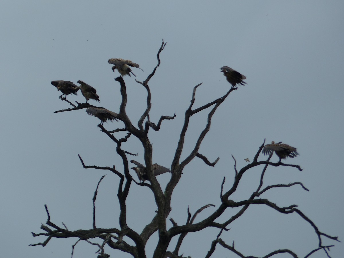 White-backed Vulture - ML644075930