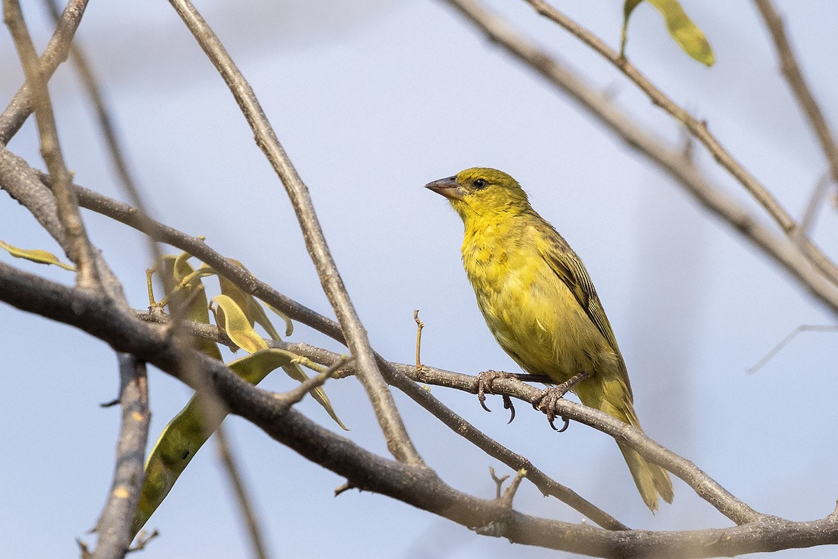 Holub's Golden-Weaver - ML644075946