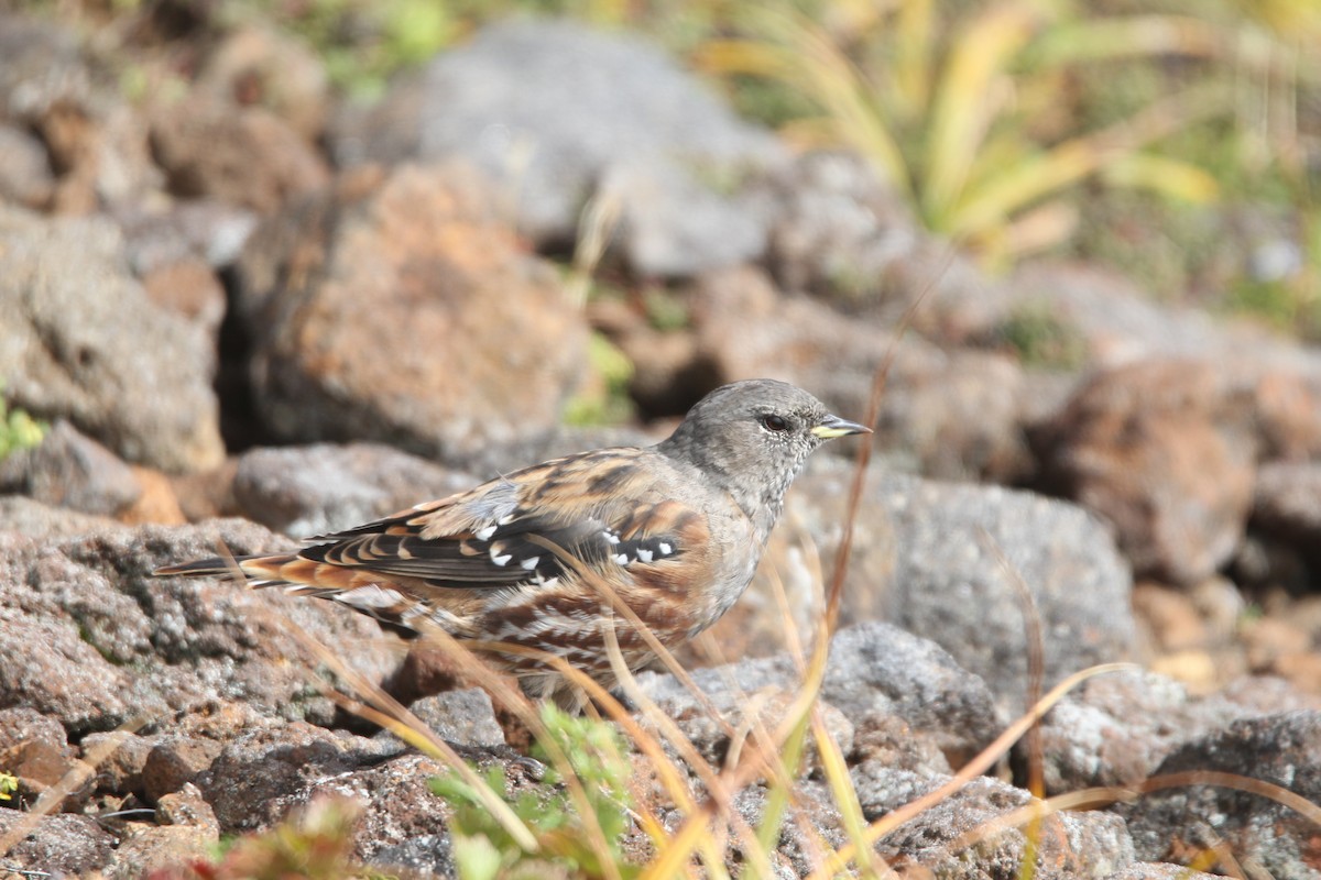 Alpine Accentor - ML644075960