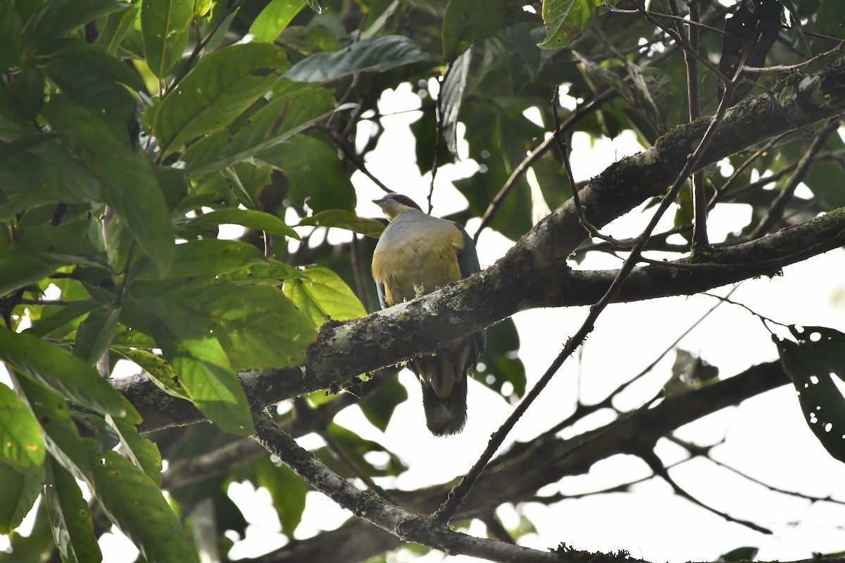 Red-eared Fruit-Dove - ML644075993