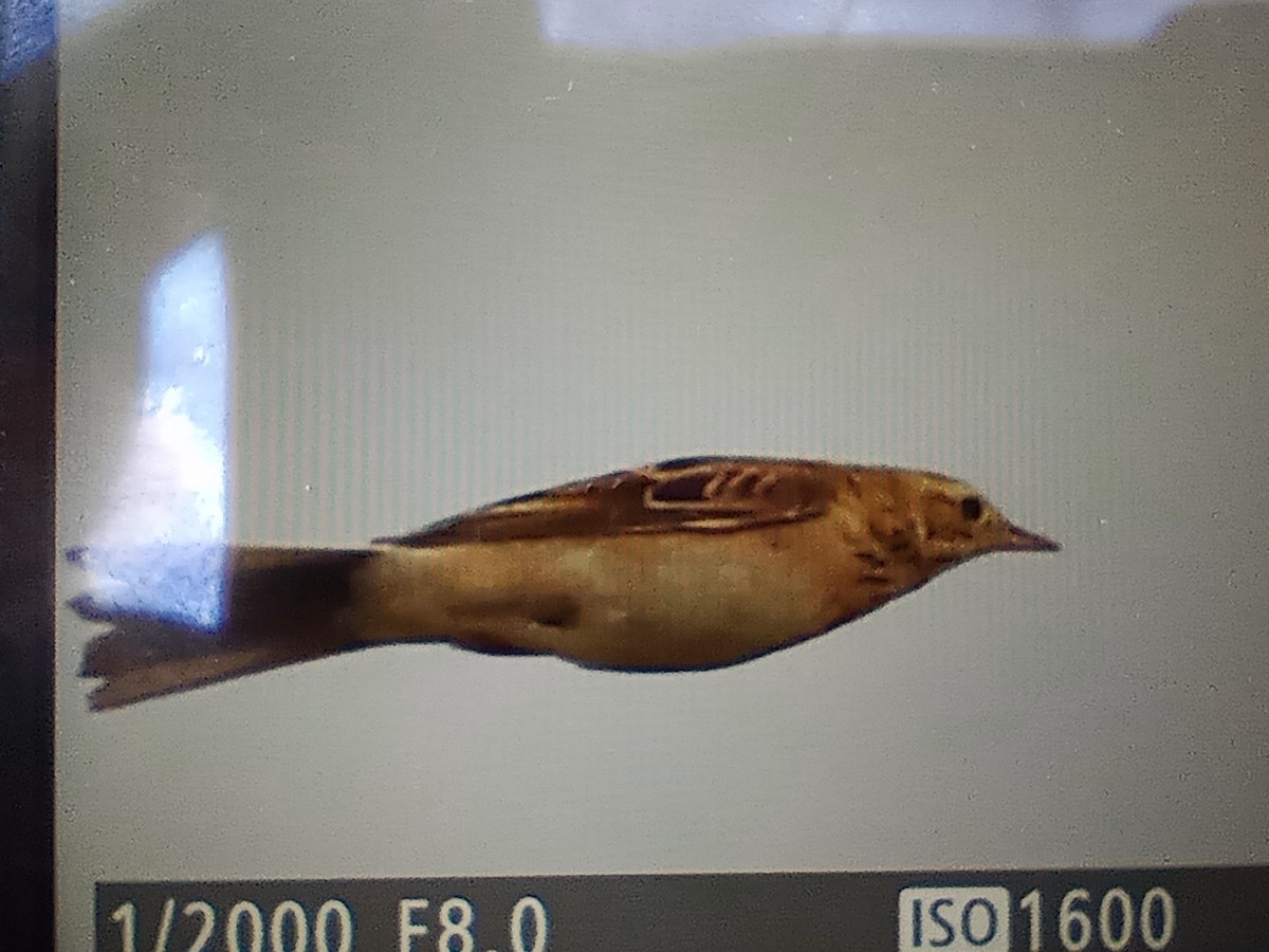 Richard's Pipit - ML644075994