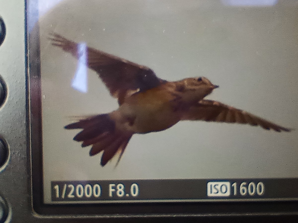 Richard's Pipit - ML644075999