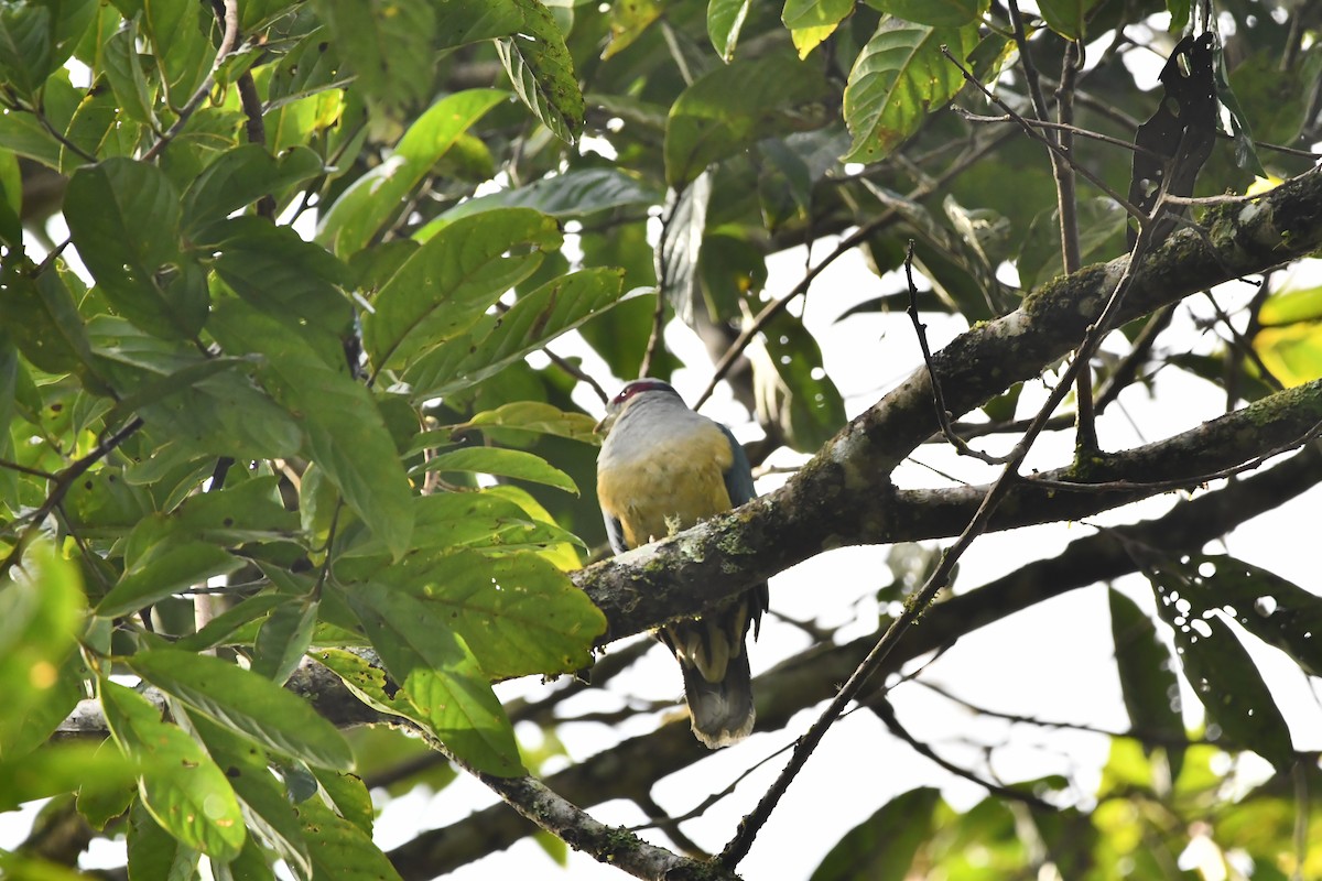 Red-eared Fruit-Dove - ML644076005