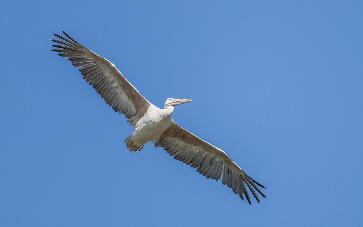Pink-backed Pelican - ML644076010
