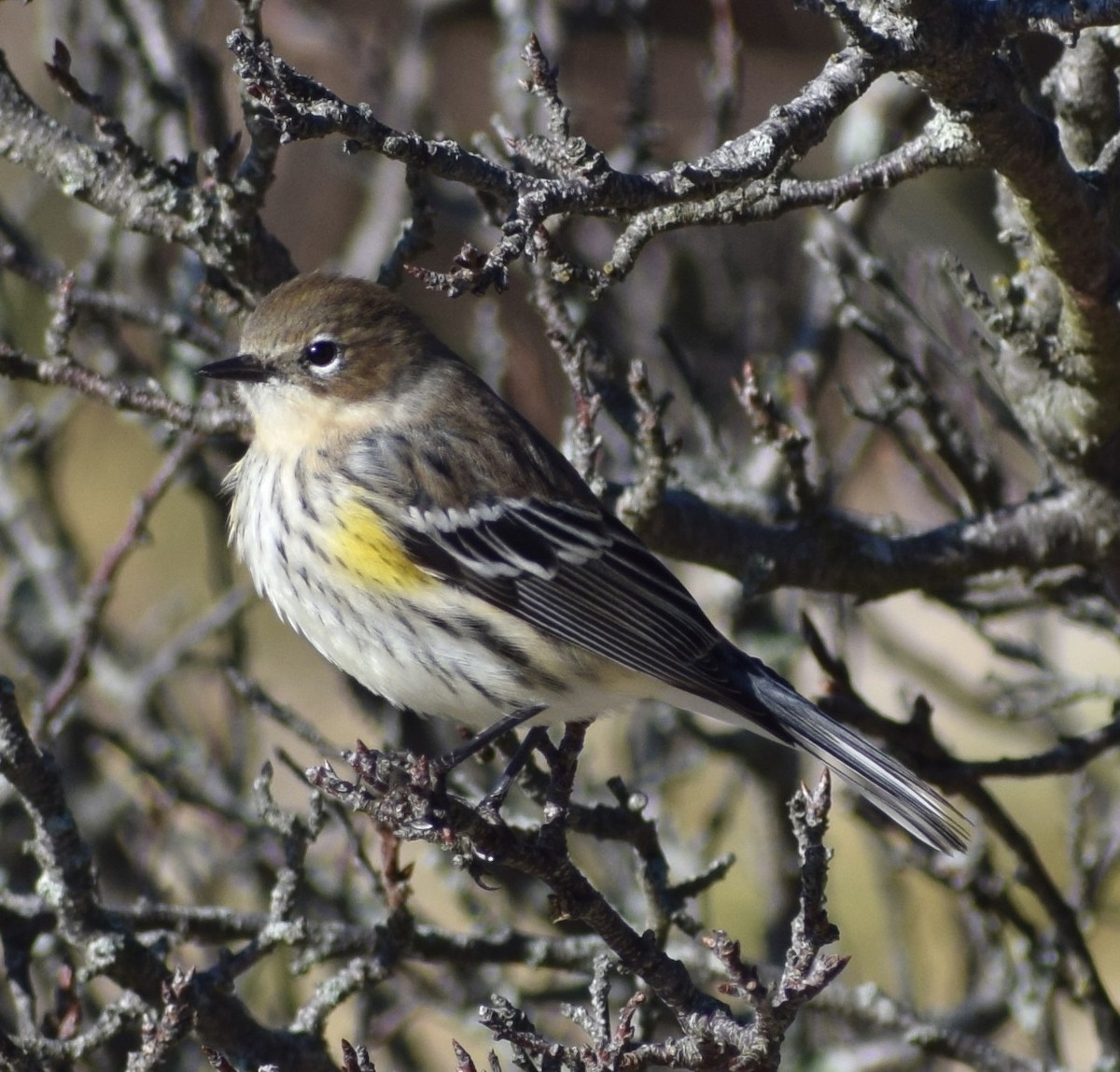 Yellow-rumped Warbler - ML644076020