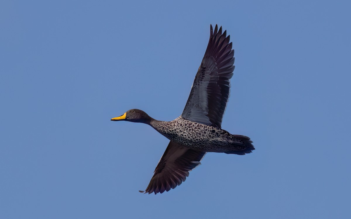 Canard à bec jaune - ML644076023