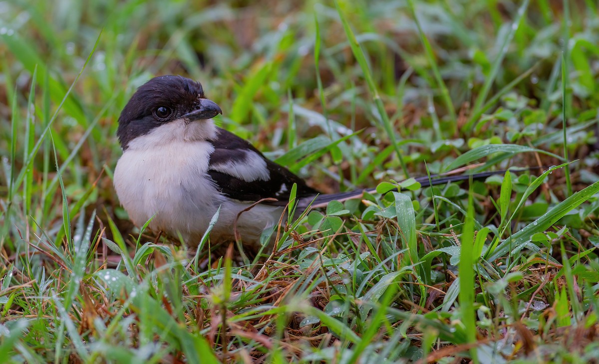 Northern Fiscal - ML644076025