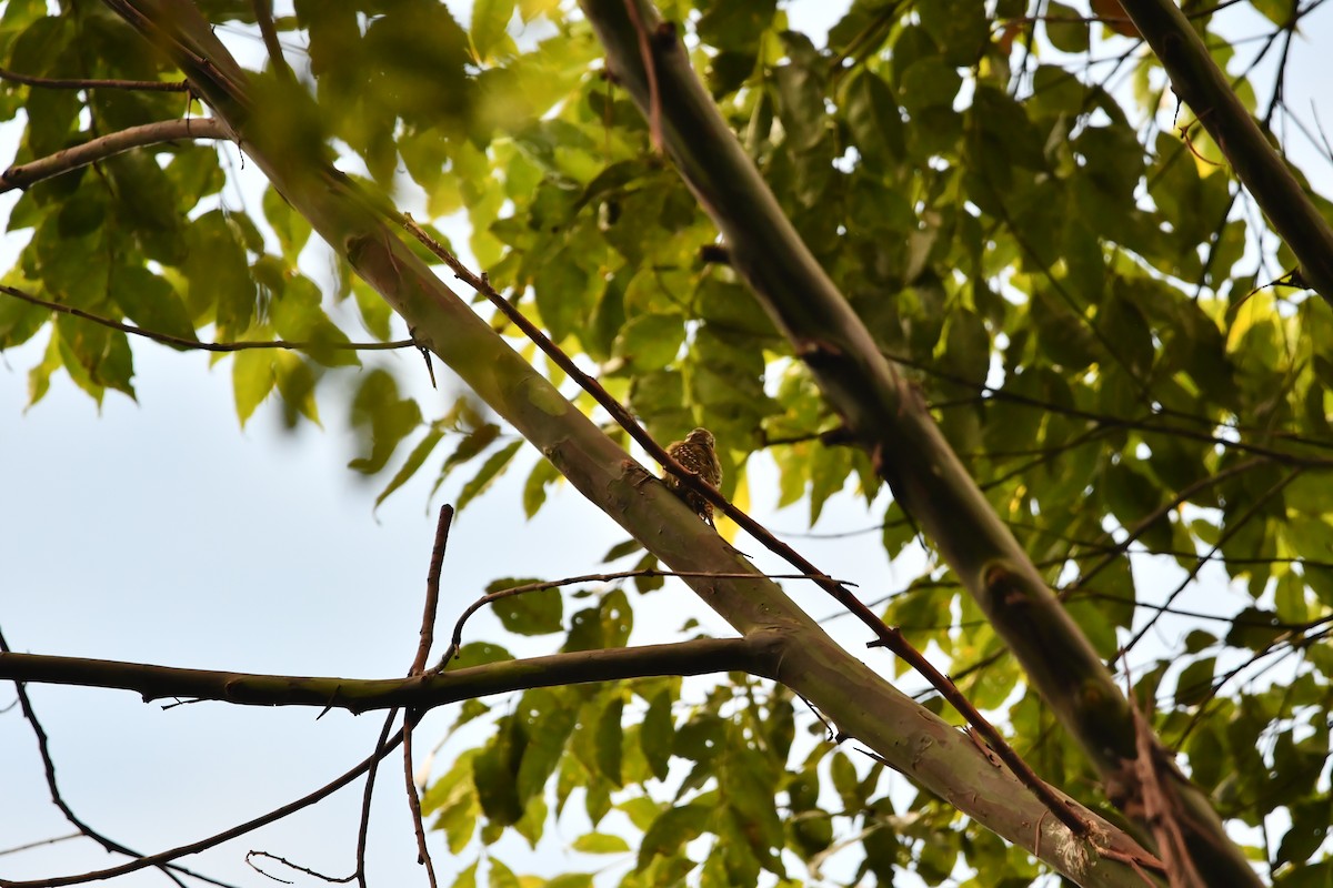 Sulawesi Pygmy Woodpecker - ML644076034