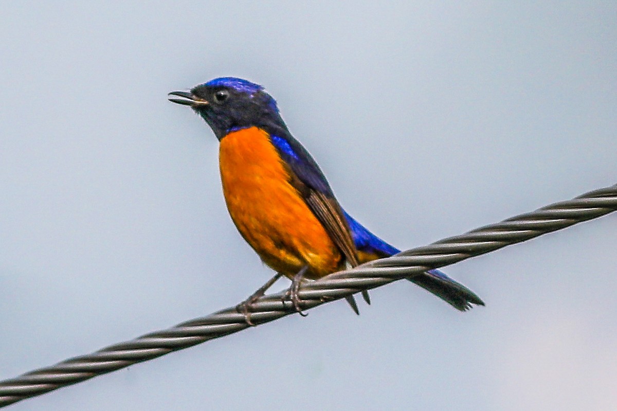 Rufous-bellied Niltava - ML644076036