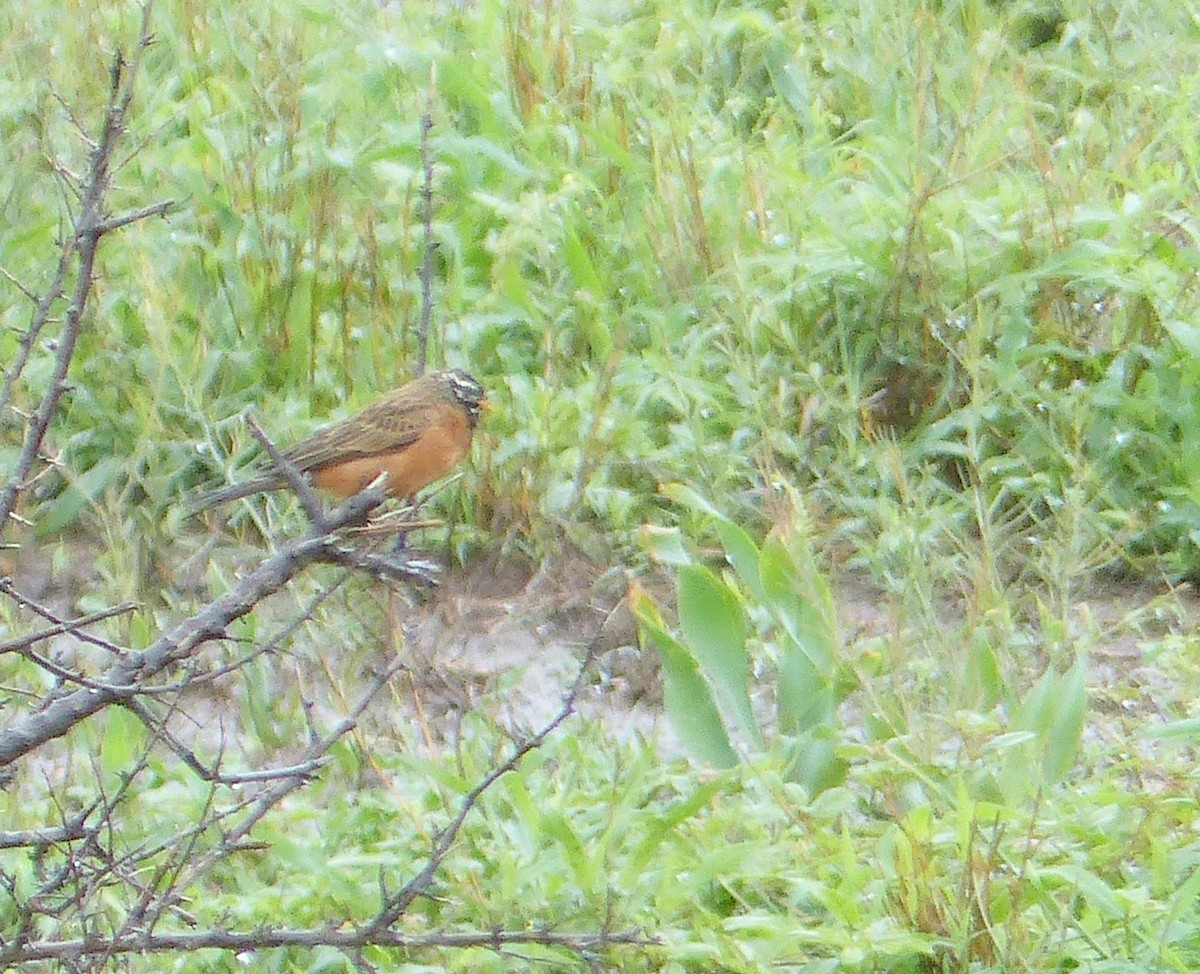Cinnamon-breasted Bunting - ML644076037