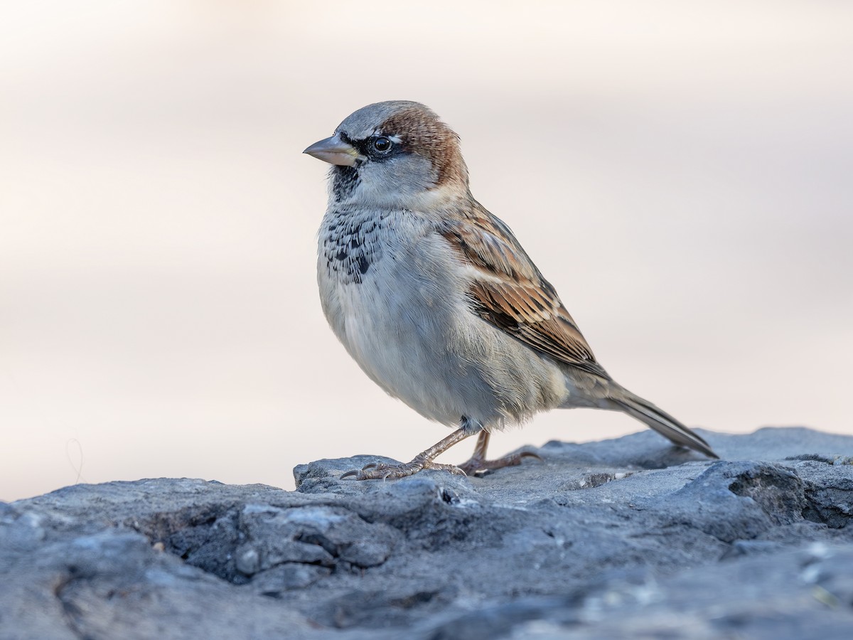 House Sparrow - ML644076038