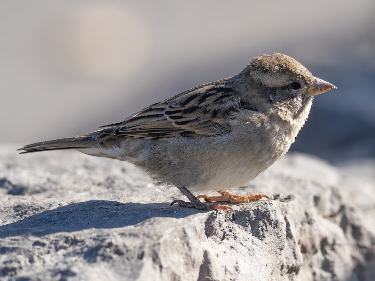 House Sparrow - ML644076039
