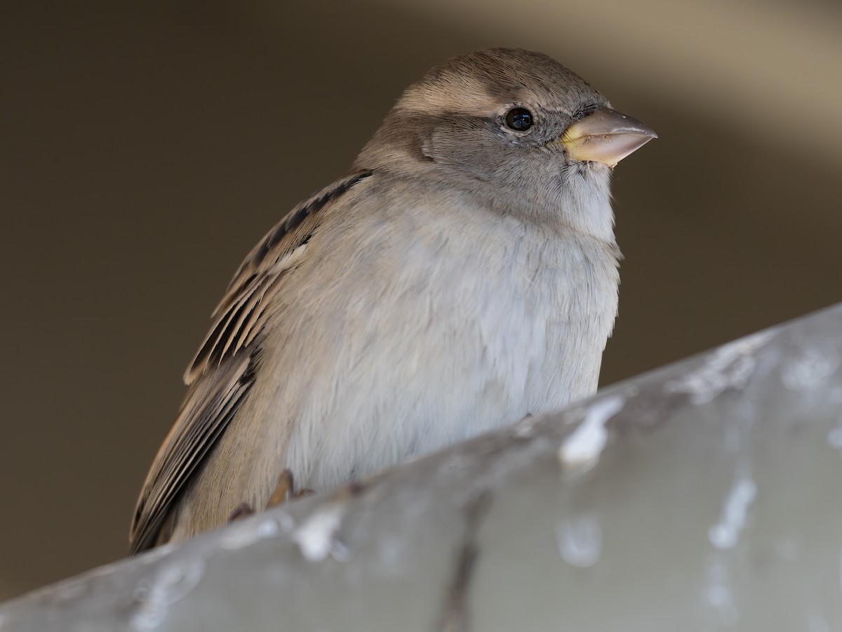 House Sparrow - ML644076040
