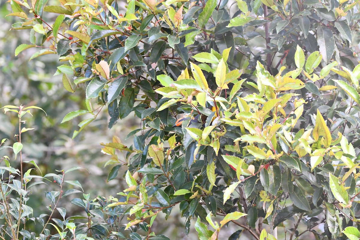 アカマユムクドリ - ML644076041