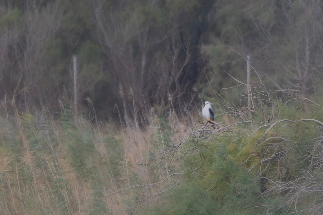 Black-winged Kite - ML644076045